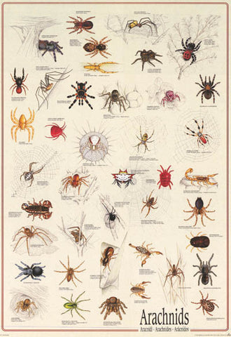 Spiders Arachnids Infographic Poster