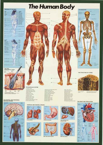 Human Body Anatomy Poster