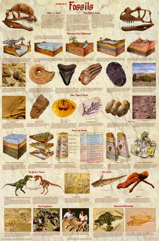 Dinosaur Fossils Poster
