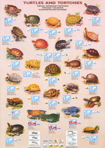 Turtles and Tortoises Infographic Poster