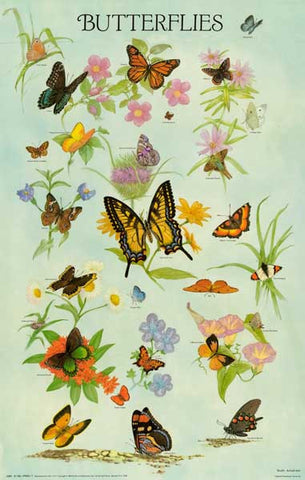 Butterflies Insect Poster