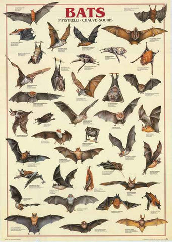 Bats Chiroptera Animal Poster