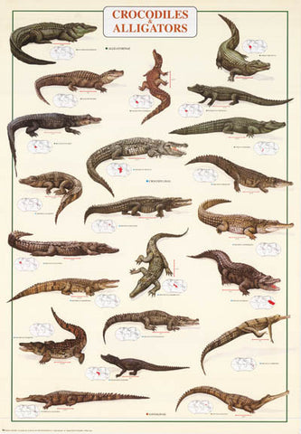 Crocodiles and Alligators Reptiles Poster
