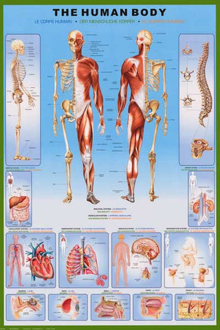Human Body Anatomy Diagram Poster