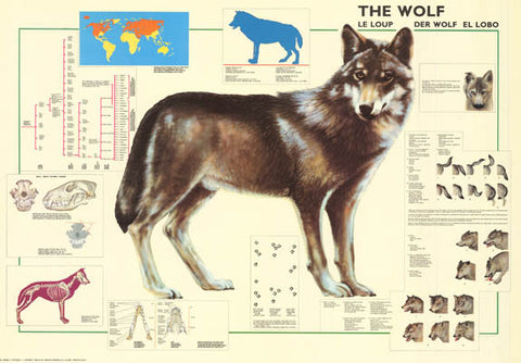 The Wolf Animal Poster
