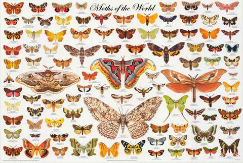 Moths Lepidoptera Education Poster