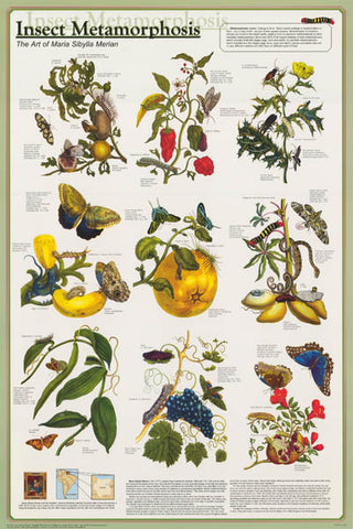 Insect Metamorphosis Poster