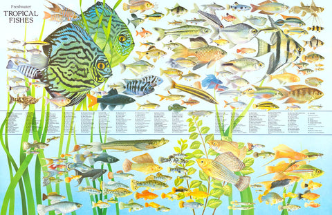 Freshwater Tropical Fish Education Poster 27x39