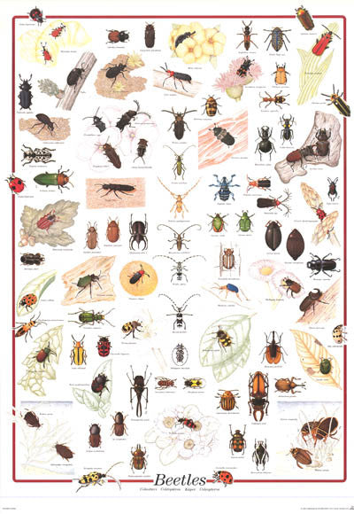 Beetles Coleoptera Insect Education Poster 27x39 – BananaRoad