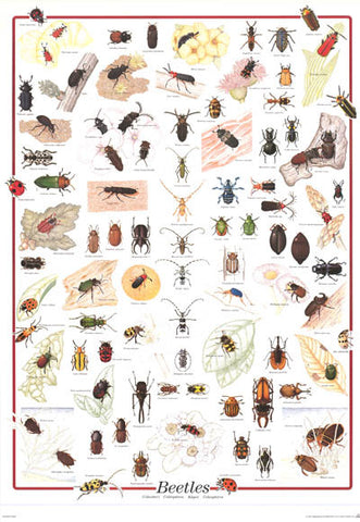 Beetles Coleoptera Insect Poster