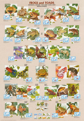 Frogs Toads Amphibians Poster