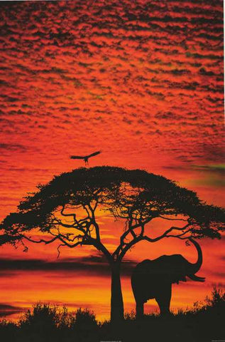 African Elephant and Tree Sunset Poster