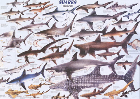 Sharks Infographic Poster