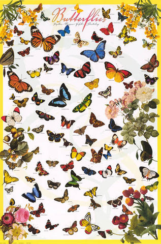Butterflies Lepidoptera Insect Poster