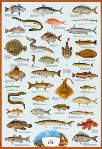 Sea Fish Poster