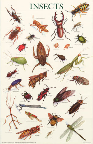 Insects Bugs Entomology Poster