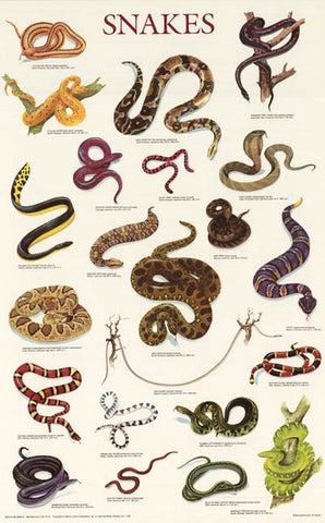 Snakes Reptile Infographic Poster
