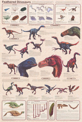 Feathered Dinosaurs Poster