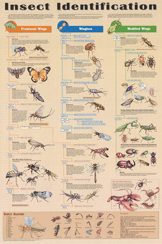 Insect Identification Entomology Poster