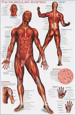 Muscular System Anatomy Poster
