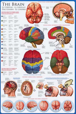 Anatomy of the Human Brain Poster
