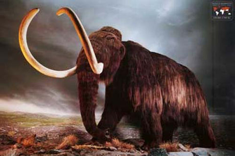Woolly Mammoth Poster
