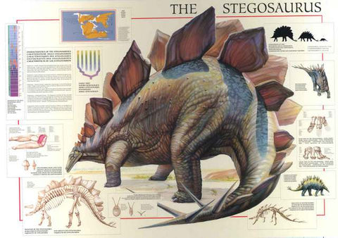 Stegosaurus Dinosaur Poster