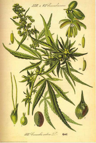 Cannabis Sativa Marijuana Plant Poster