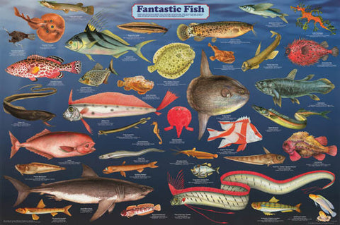 Fantastic Fish Poster