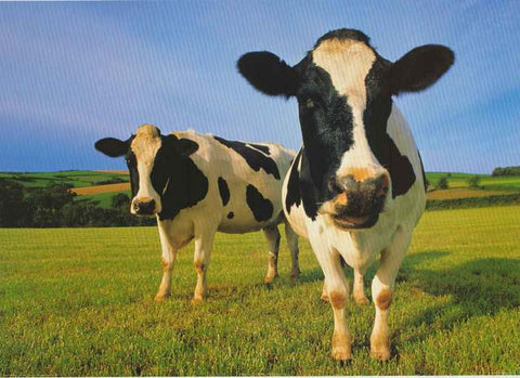 Cows in A Field Poster