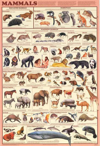Mammals Animal Biology Poster