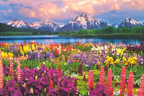 Grand Teton Mountain Wildflowers Poster