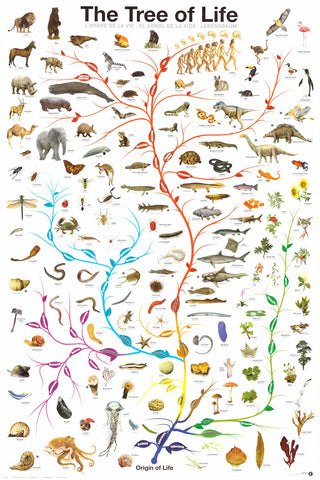 Tree of Life Amoeba to Man Evolution Poster 